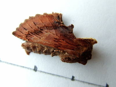 Coxcomb Prominent